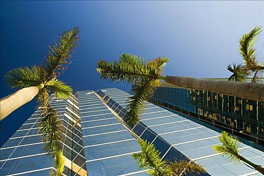 仰视,棕榈树,正面,摩天大楼,迈阿密,佛罗里达,美国