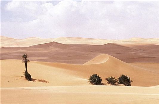 沙漠,沙丘,绿洲,棕榈树,撒哈拉沙漠,利比亚,非洲