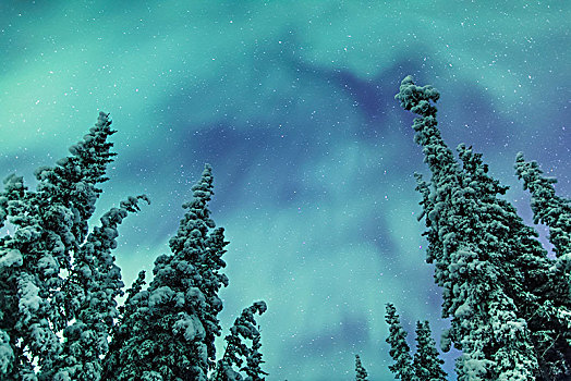 北极光,上方,雪盖,常青树,铜,河谷,阿拉斯加,冬天