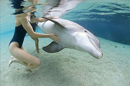 宽吻海豚,互动,两个,女性,游客,夏威夷