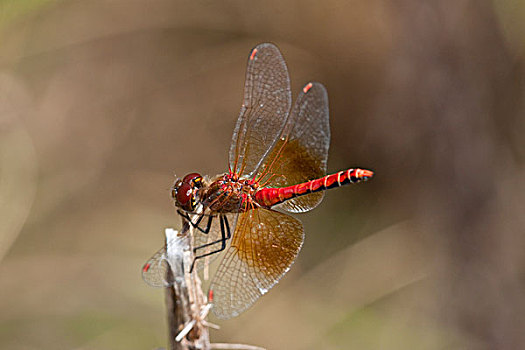 赤蜻属,栖息,靠近,湿地