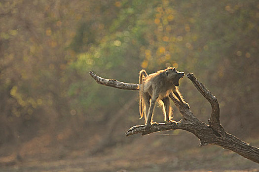 狒狒,黄狒狒,国家公园,津巴布韦
