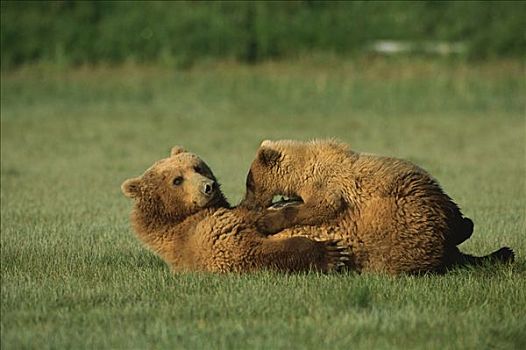 大灰熊,棕熊,母熊,哺乳,一岁,幼兽,卡特麦国家公园,阿拉斯加