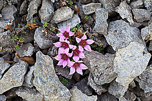 紫色,虎耳草属植物,石头,斯匹次卑尔根岛,挪威
