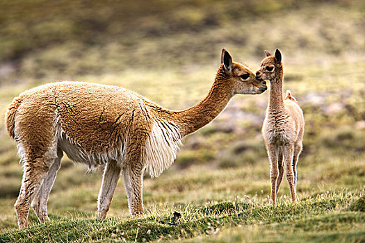 原驼,拉乌卡国家公园,智利