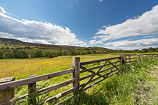木篱,边缘,土地,诺森伯兰郡,英格兰