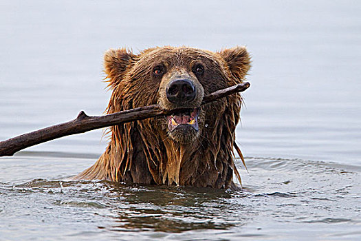 大灰熊,棕熊,玩,棍,克拉克湖,国家公园,阿拉斯加