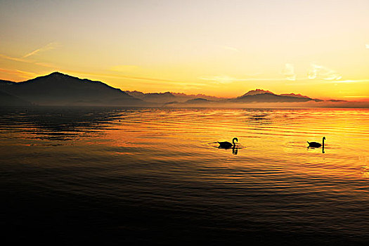疣鼻天鹅,日落,后面,山,皮拉图斯,湖,瑞士,欧洲