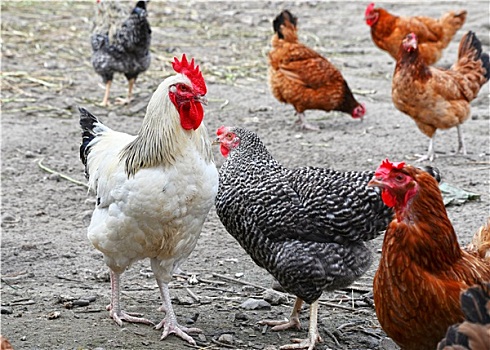 鸡肉,传统,放养,家禽,农场