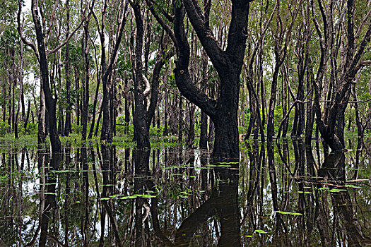 树林,卡卡杜国家公园,澳大利亚