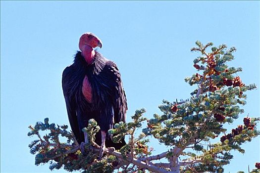 加州秃鹰,锡安国家公园,犹他,美国,北美