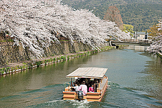 游船,河,樱花,河岸,京都,日本