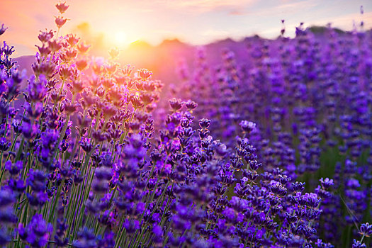 日落,上方,紫罗兰,薰衣草种植区