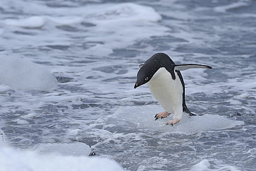 阿德利企鹅,冰,布朗布拉夫,南极半岛,南极