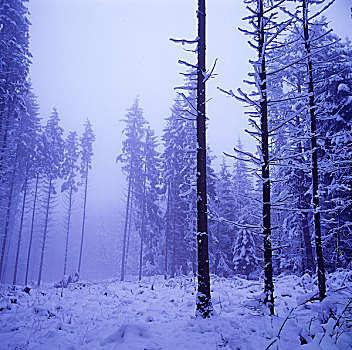 冬日树林