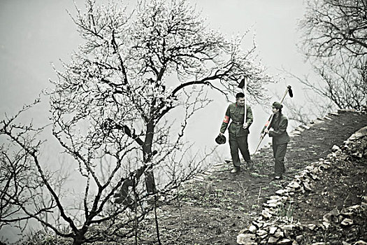 剧情,山村,山地,锄头,干活,杏花,雾