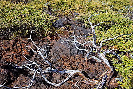 干燥,枝条,帕尔玛,火山口