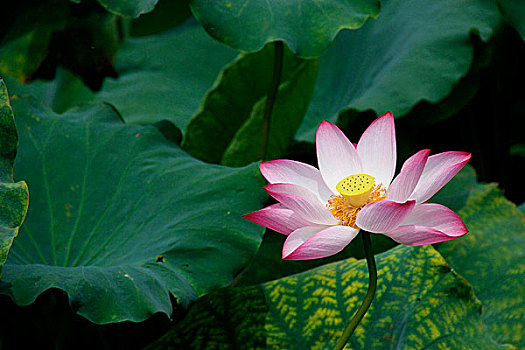 荷花莲花植物水生西湖夏天荷叶莲藕莲子