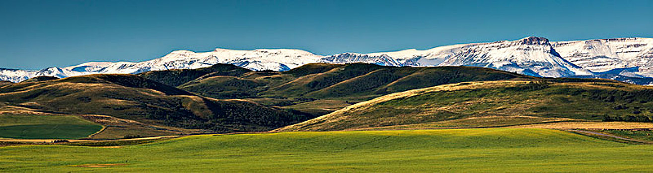 绿色,草场,山麓,积雪,山,蓝天,背景,艾伯塔省,加拿大