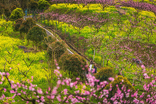 大营山桃花