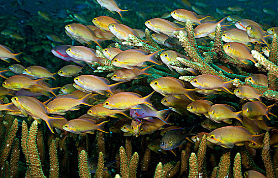 鱼群,珊瑚礁