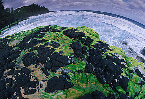 美国,夏威夷,考艾岛,藻类,火山岩,石头,秘密,海滩