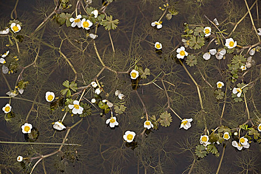 水塘,毛茛属植物,花,沿岸,瑞典,欧洲