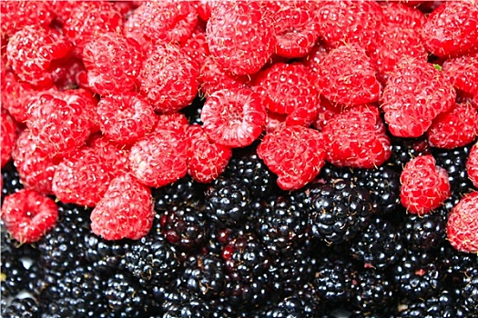 黑莓,树莓