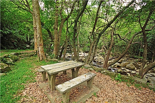 野餐,地点,树林