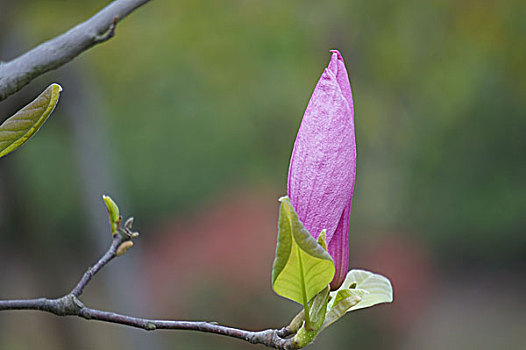 紫玉兰花苞