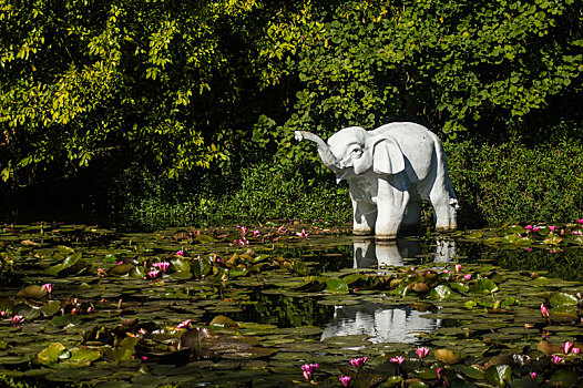 荷花池中的大象