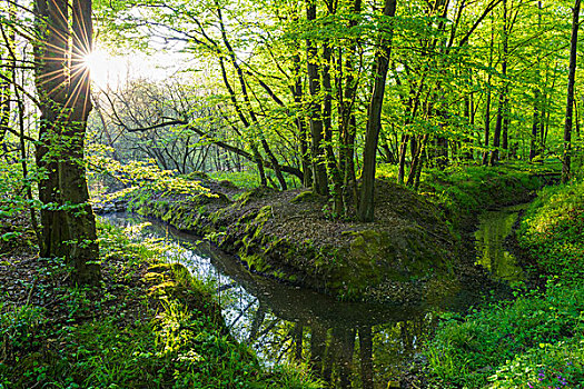 山毛榉树,树林,溪流,春天,黑森州,德国