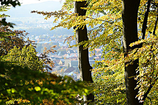 风景,诺伊马克特,用户名,树林,欧洲山毛榉,秋天
