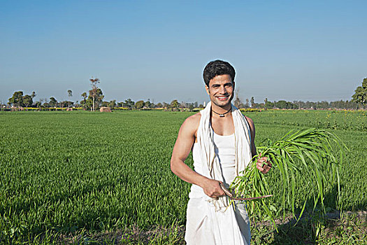 农民,收获,作物,镰刀,印度