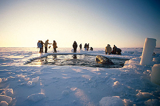 消息,全体人员,风景,鲸,受困,海冰,呼吸,洞,靠近,手推车,救助,北极,阿拉斯加