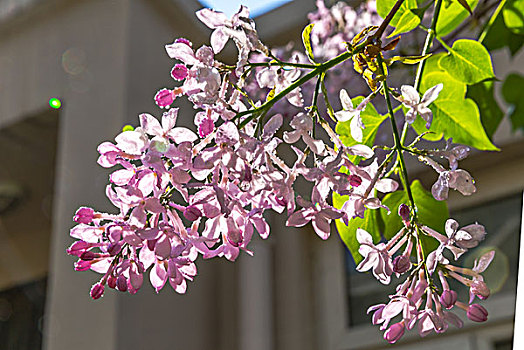 海棠花,海棠树,樱花,丁香花