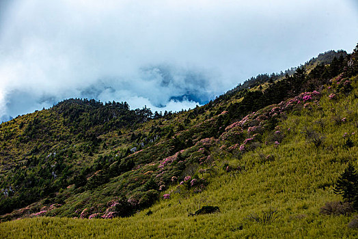 神农架,神农顶,风景,景点,旅游,高山,瀑布,河流,神秘,树木,植被,石头,鄂西,云海,峡谷,壮观