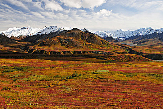 秋天,风景,彩色,苔原,德纳里峰国家公园,阿拉斯加