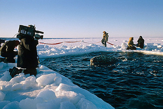 消息,全体人员,风景,鲸,受困,海冰,呼吸,洞,靠近,手推车,救助,北极,阿拉斯加