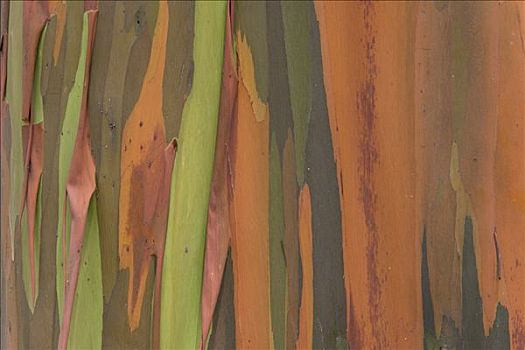 橡胶树,桉树,树皮,特写,哥斯达黎加