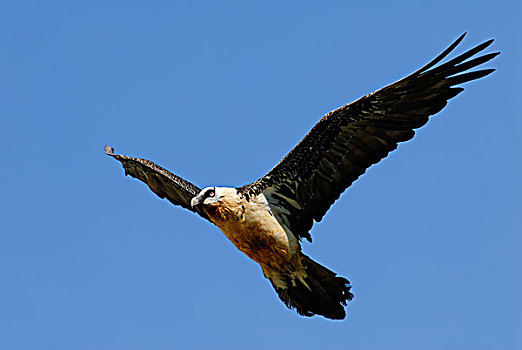 胡兀鹫,翱翔,奥德萨国家公园,西班牙