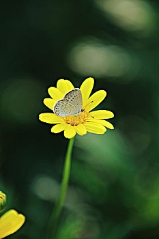 黄金菊