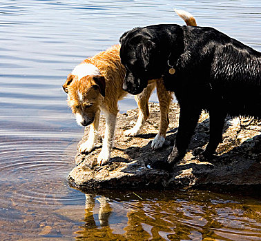 两只,狗,俯视,反射,水,角度,山中小湖,湖区,坎布里亚,英格兰