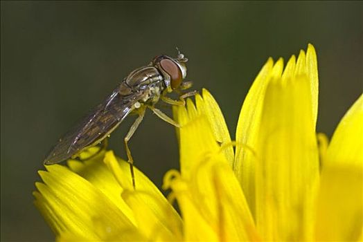 食蚜蝇科,安那波利斯谷地,加拿大