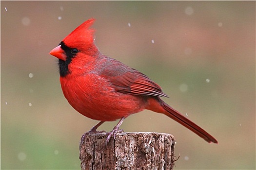 红雀,雪中