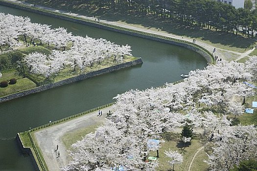 樱桃树,盛开,公园