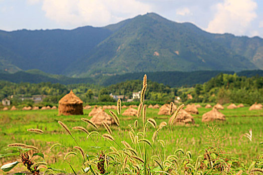 安徽農村