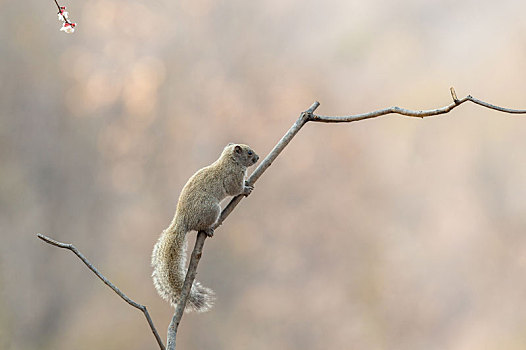 拖着长长尾巴攀爬觅食的松鼠