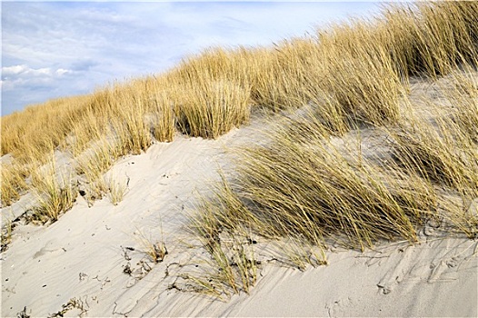 金色,沙丘草,波罗的海