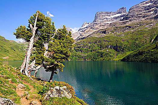 瑞士,松树,高山,湖